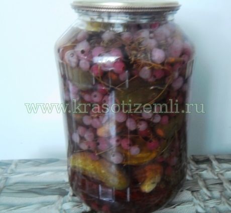 огурцы с красной смородиной
