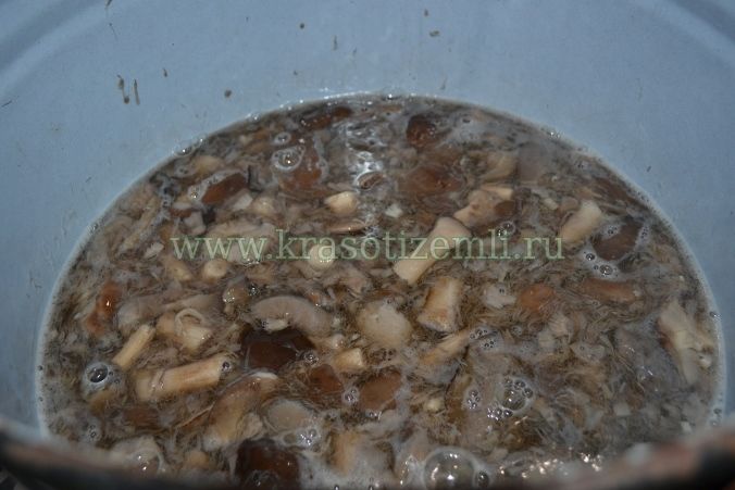 маринованные белые грибы на зиму