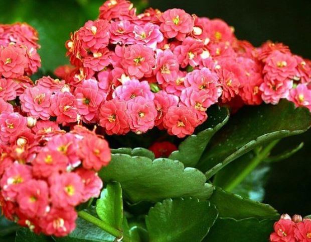 почему не цветет каланхоэ