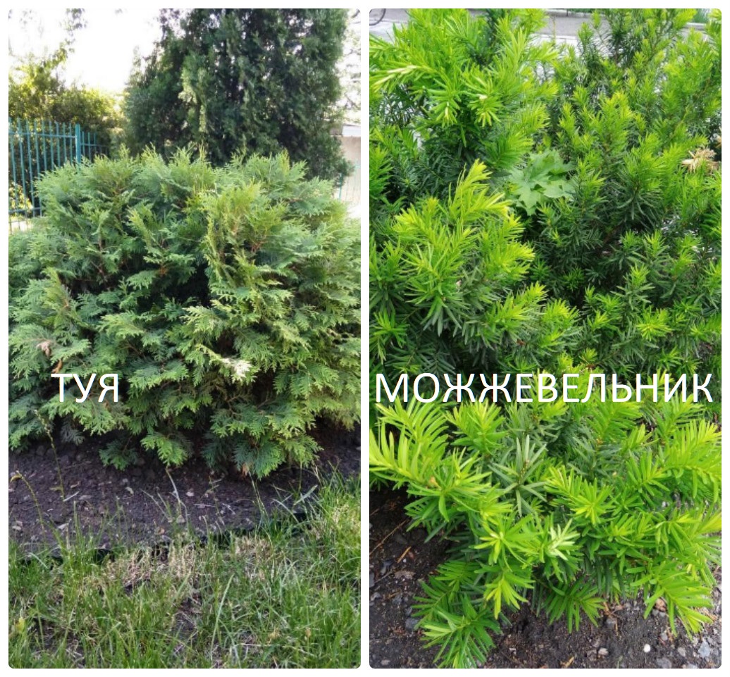 туя и можжевельник