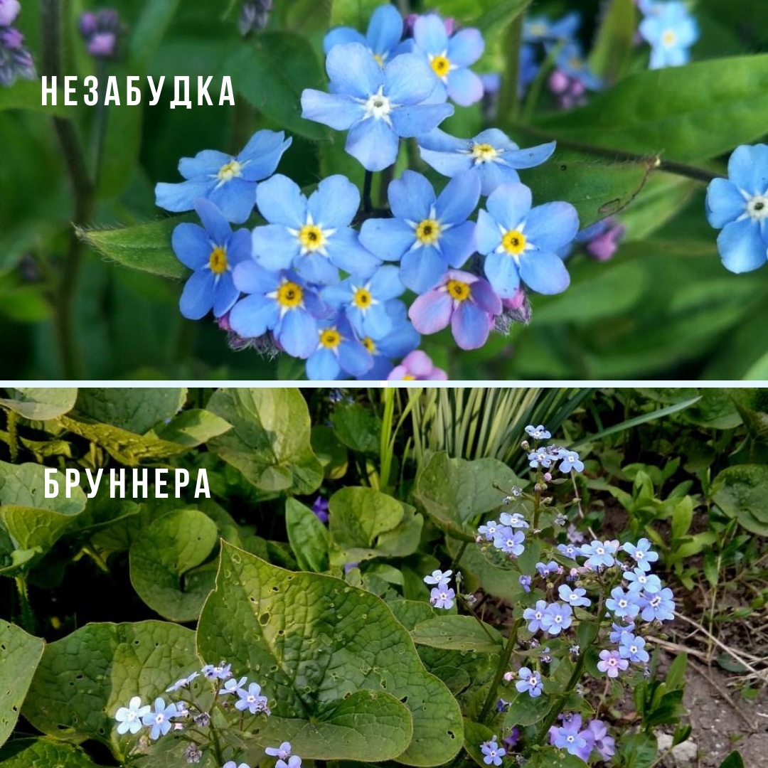 незабудка и бруннера