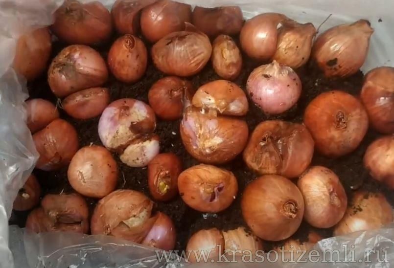 лук кущовка